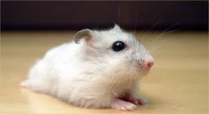 Maybe you would like to learn more about one of these? Hamster Wikipedia