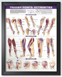 trigger points torso and extremities chart set 20x26