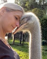 This Ostrich whisperer has an...