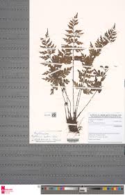 Image result for Asplenium barteri