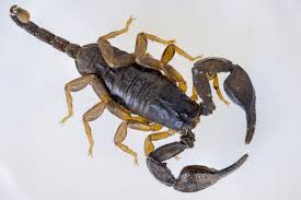 Getting rid of other pests and insects deprives scorpions of their prey and keeps your home from becoming a hunting ground for them. Scorpion Pest Control Natural Pest Solutions 1 Extermination Company