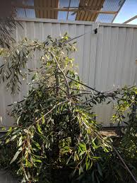 What does a lilly pilly plant look like? Gardeners Q A Gardensonline