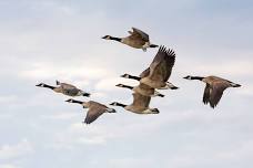 Nature Explorers: Bird Migration