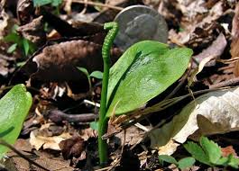 Image result for Ophioglossum costatum