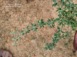 Image result for Polycarpon prostratum