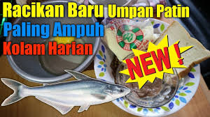 Umpan ikan patin berbentuk pelet memang bisa dengan mudah ditemukan di berbagai toko ikan atau toko alat pancing. Racikan Baru Umpan Ikan Patin Kolam Harian Yang Susah Makan Youtube