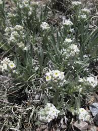 Image result for Disa cryptantha