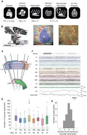 A Survey Of Spiking Activity Reveals A Functional Hierarchy Of Mouse Corticothalamic Visual Areas Biorxiv