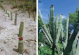 It is usually a slender columnar white and very furry cactus from high altitude. Managing Diversity Domestication And Gene Flow In Stenocereus Stellatus Riccob Cactaceae In Mexico Cruse Sanders 2013 Ecology And Evolution Wiley Online Library