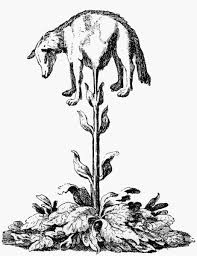 Zoophytes Curious Animal Plants Of The Past Before Science Taught Us Otherwise Lamb Cotton Plant Animals
