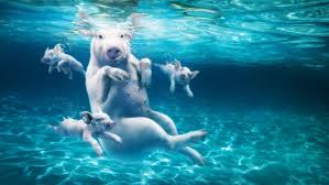 Fond D Ecran Hd Porc Sous L Eau Piscine Images Et Photos
