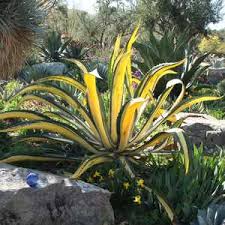 Image result for Grangea zambesiaca