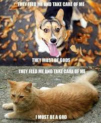An Inside Look Into The Mind Of Your Pet Funny Cats And Dogs Funny Animal Pictures Animal Memes