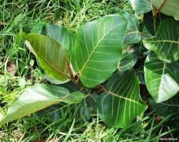 Image result for Ficus trichopoda