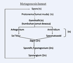 Sepanjang hidupnya tumbuhan lumut mengalami metagenesis antara generasi gametofit dan generasi sporofit. Kenapa Generasi Sporofit Pada Lumut Menghasilkan Spora Brainly Co Id