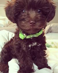 Chocolate Brown Maltipoo Puppy Maltipoo Puppy Cute Little Puppies Kittens And Puppies