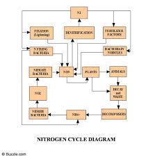 understanding nitrogen cycle with a diagram