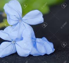 Find out the 13 florida flowering plants we have in our backyard. Blue Flowers Of The Plumbago Aka Leadwort Aka Sky Flower Plant Which Is Native To South Aftrice But Also Thrives In Temperate Or Tropical Regions Such As Southern Florida Stock Photo Picture