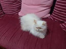 Kedi Malatya Fiyatlari Ikinci El Sifir Kiralik Ilanlar