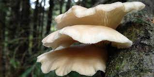 A Complete Guide To Oyster Mushrooms Grocycle