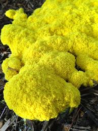 Want to discover art related to yellow_slime_mold? Pin On Fungi