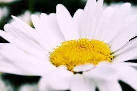 Check spelling or type a new query. Spring Flowers Rain Tulips Fresh Daisy Wallpapers Hd Desktop And Mobile Backgrounds