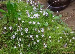 Image result for Cliffortia serpyllifolia