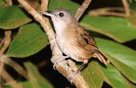 Uniknya, ukuran burung jantan justru lebih kecil dibanding beo betina. Ciri Khas Burung Pelanduk Semak Dan Kebiasaan Hidupnya