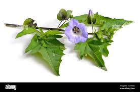 Image result for Nicandra