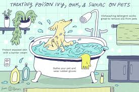 A rash could take hours to develop. Getting Rid Of Poison Ivy Oak And Sumac On Pets
