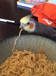 In Case Your Having A Bad Day Here S A Picture Of A Bird Eating Ramen Be Careful Feeding Ramen The Sodium Level Can Be Pet Birds Cute Birds Funny Parrots