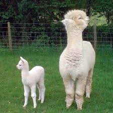 Yaban Hayat Anne Bir Lama Ve Yavrusu Ekvador The Wildlife Llama Mother And Cria Baby Llama On Andean Paramo Ecuador Hayvan Hayvanlar Evcil Hayvanlar