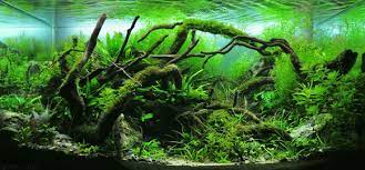 The simple definition of aquascaping is that this is a technique for arranging plants and rocks in an aquarium in order to arrange. Aquascaping Wikiwand