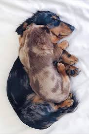 People often use dotson for original dog breed dachshund. Cute Dachshund Dogs Sleeping Sleeping Dogs Dachshund Dog Cute Baby Animals