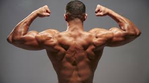 This video will be helpful in understanding the anatomy of back muscles and it's classification in terms of bodybuilding. 7 Barbell Back Exercises That Are Not The Deadlift Barbend