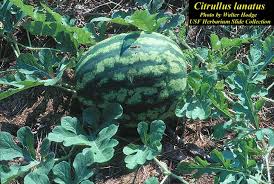 Image result for Citrullus lanatus
