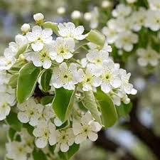 Image result for Pyrus pyrifolia