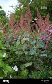 Image result for Macleaya