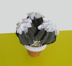 Check spelling or type a new query. Cactus Trio Con Fiori Bianchi Cooperativa Proxima Ragusa