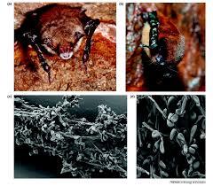 Image result for Pseudobromus