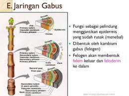 Yang mempunyai kelebihan dalam membuat duplikat dengan mandiri dengan cara umumnya sel hewan adalah suatu bagian organel paling kecil yang mempunyai selaput tipis. Fungsi Jaringan Gabus Pengertian Ciri Fungsi Struktur