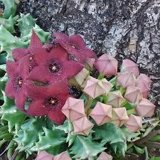 Image result for Orbea melanantha