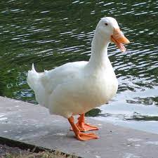Maybe you would like to learn more about one of these? Pekin Ducklings Purely Poultry