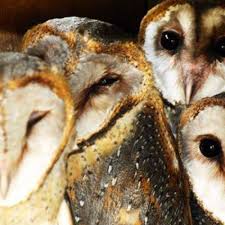We did not find results for: Burung Hantu