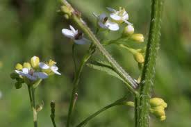 Image result for Crambe hispanica