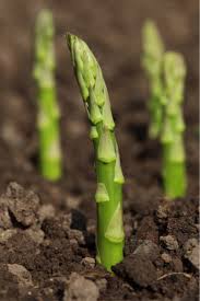 Then grow your own asparagus bed with this ultimate guide to growing asparagus from seeds! How To Grow Asparagus The Secrets To Plant Grow A Delicious Crop