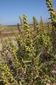 Image result for Lactuca imbricata