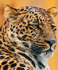 pin ot polzovatelya reyzand mena na doske animais fofos domashnie pticy zhivotnye koshki