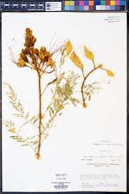 Image result for Erythrostemon gilliesii