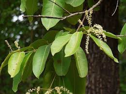 Image result for Terminalia tricristata